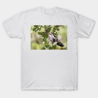 Hummingbird T-Shirt